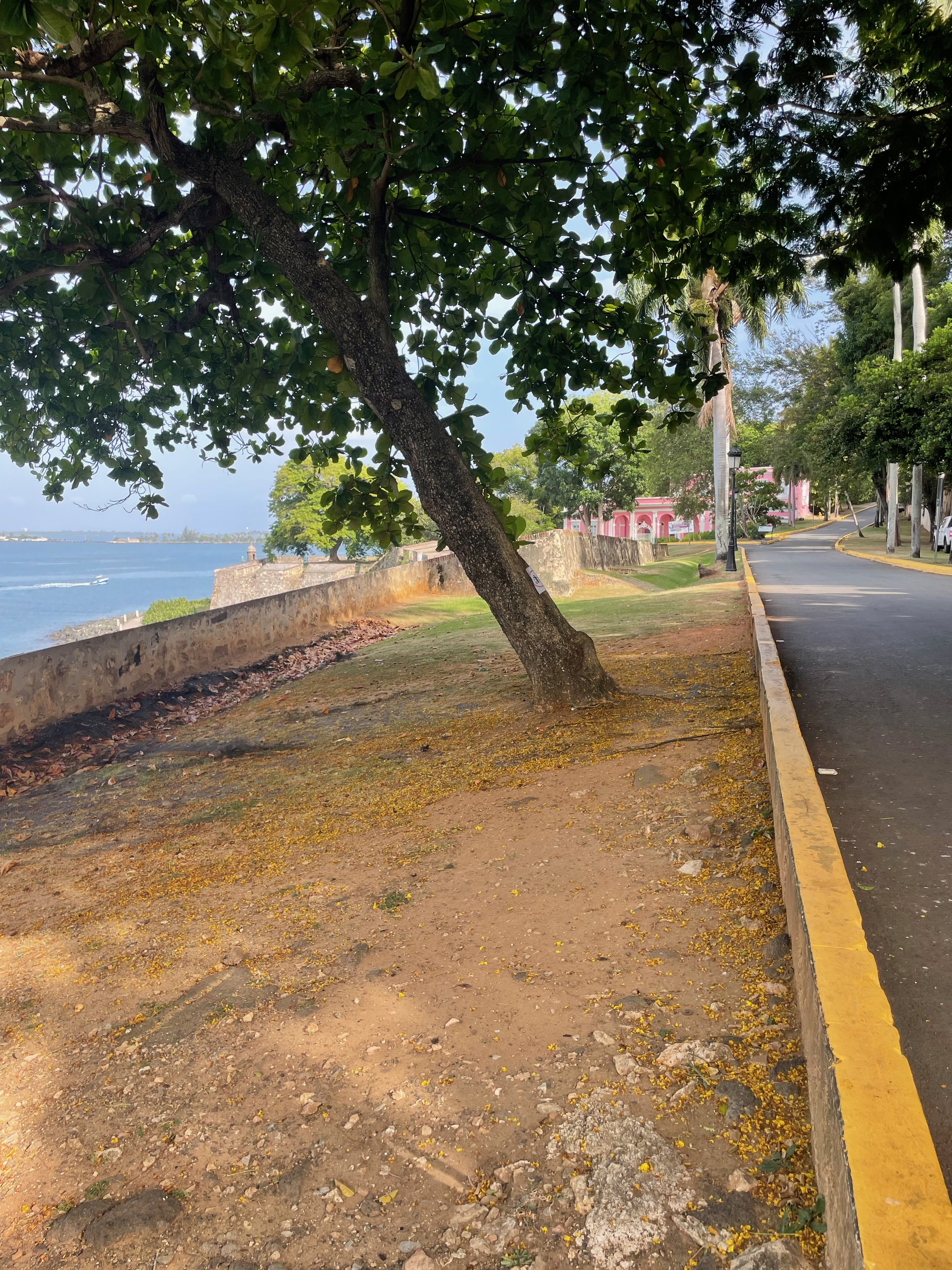 Vista al mar desde el paseo arbolado